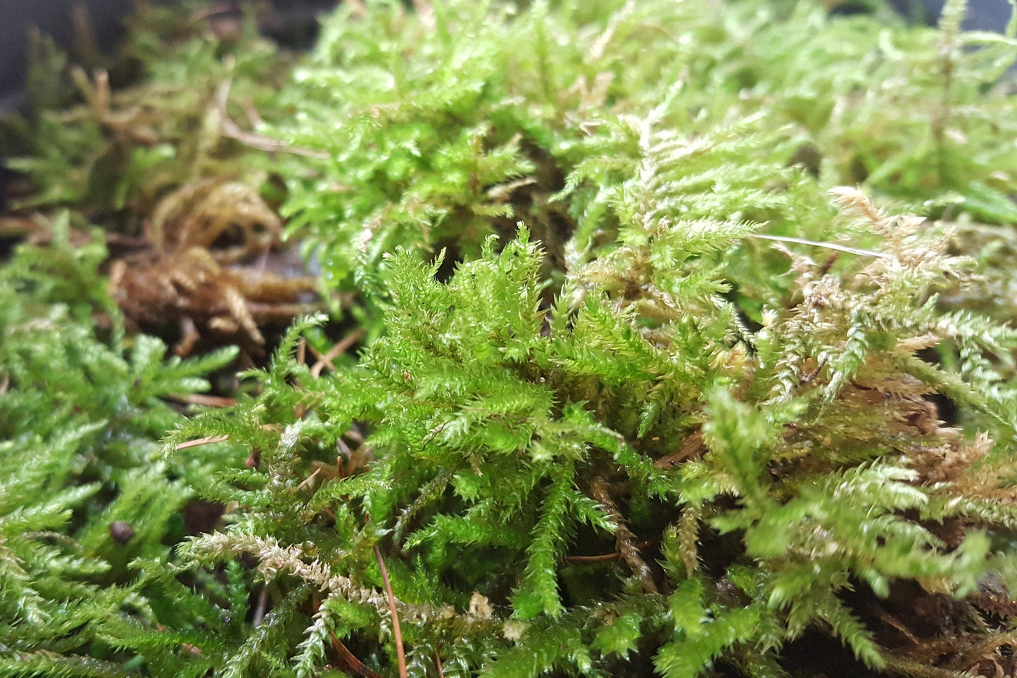 D.I.Y Terrarium | Moss Terrarium | Hobbit House Terrarium RishStudio