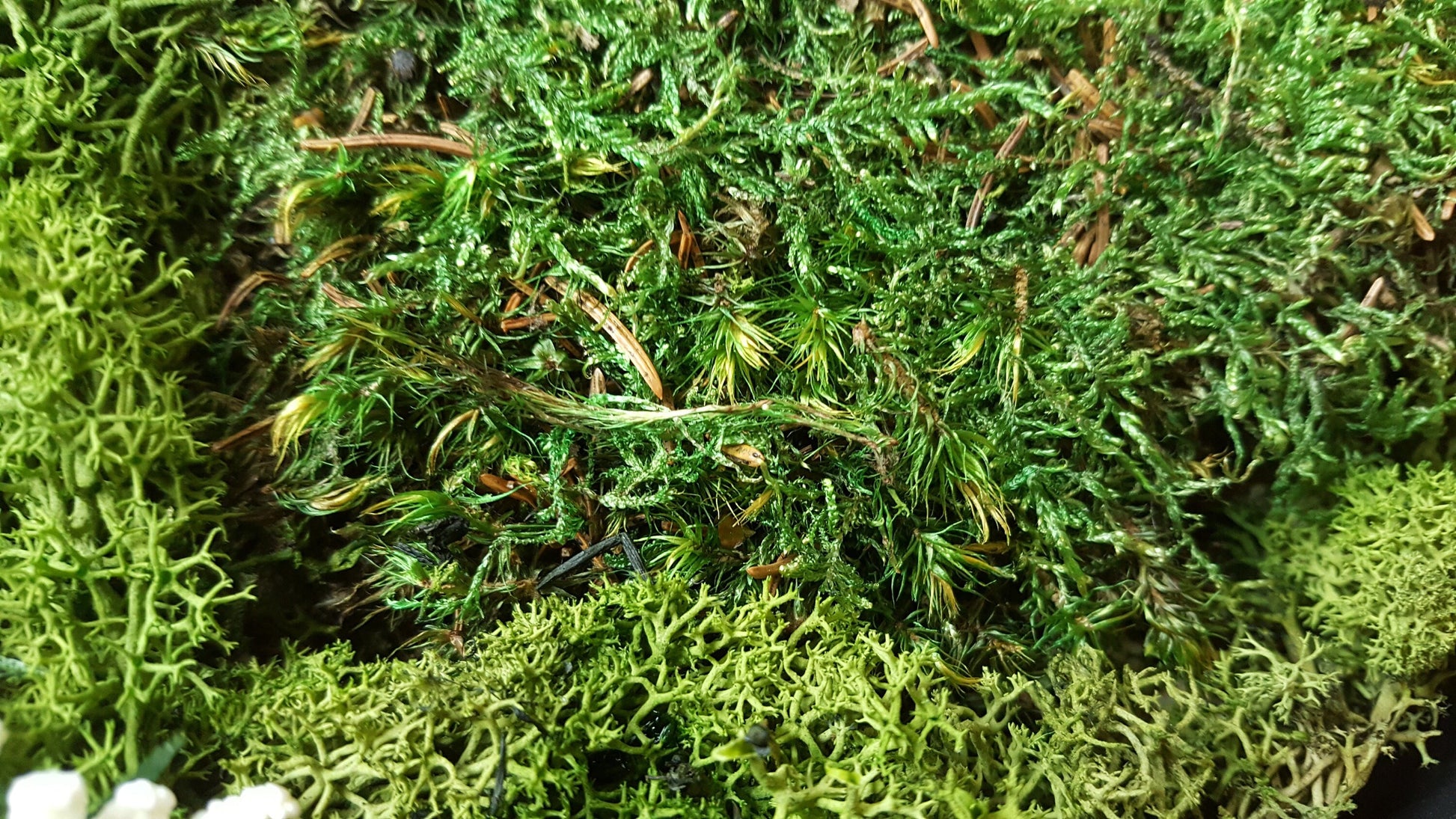 Eco-Friendly Moss Wall Clock – Sustainable Green Decor for Modern Interiors RishStudio