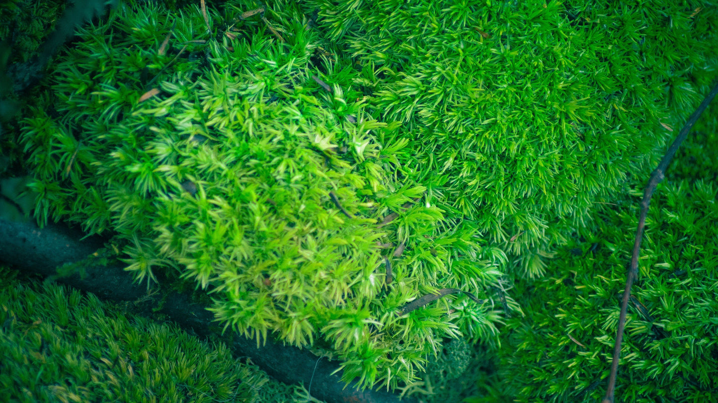 Circular Moss Wall | Round Moss Art | Preserved Moss Art | Moss Wall RishStudio