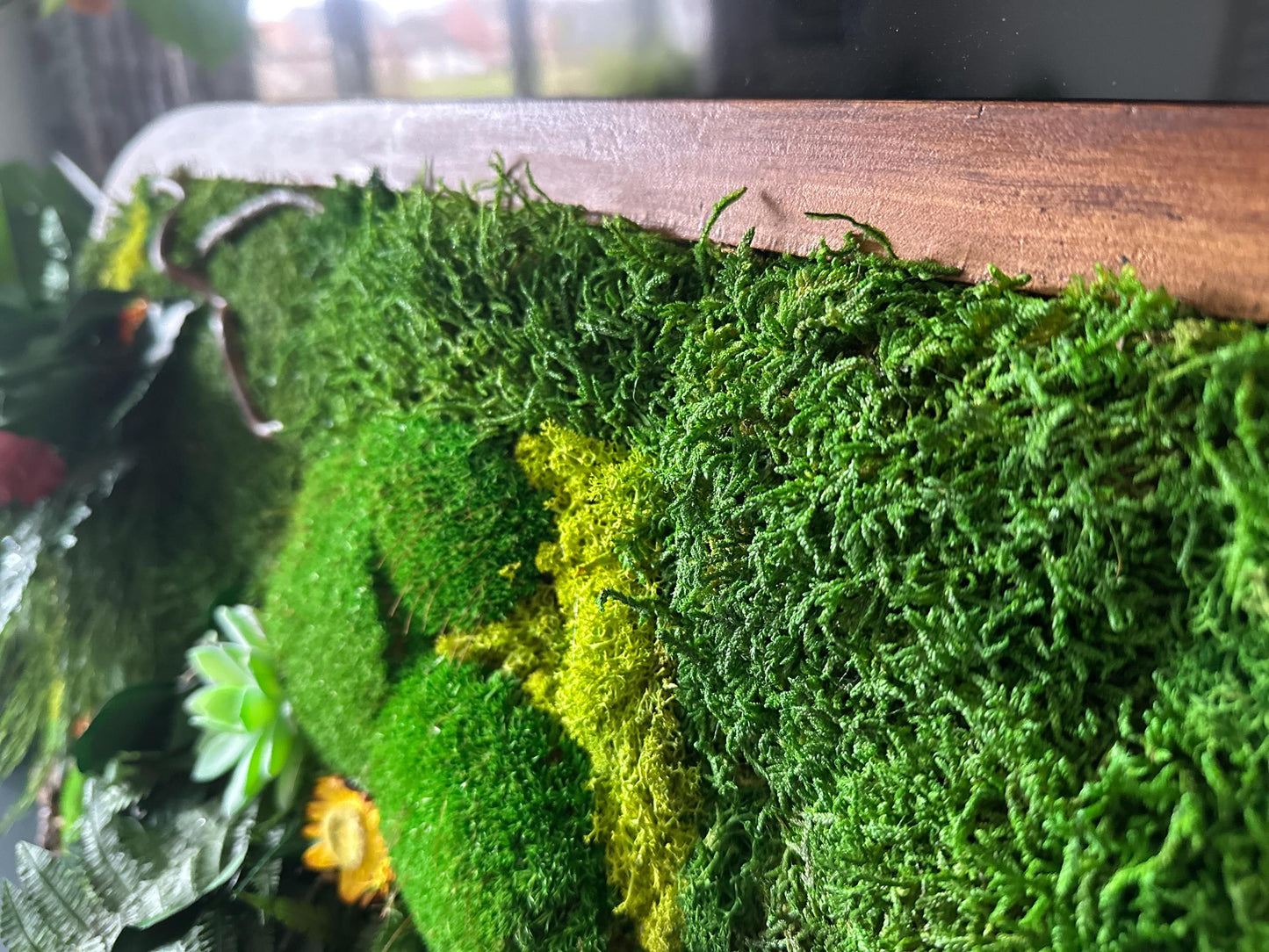 Oval Framed Preserved Moss Wall Art: Botanical Decor Walnut Irregular Frame, Natural Moss Painting mossartbyrishstudio