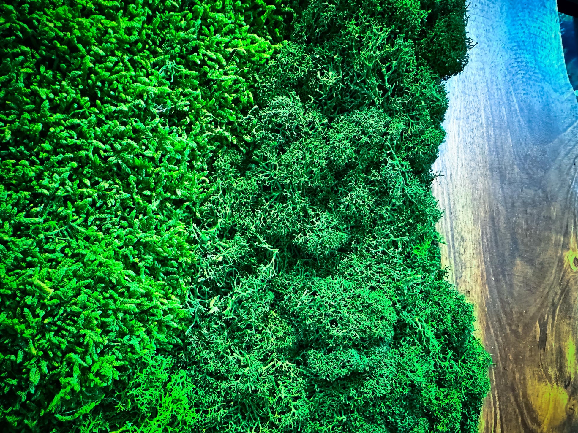 Moss and Wood Wall Art - Handmade Live Edge Olive Wood & Preserved Moss Wall River Design mossartbyrishstudio