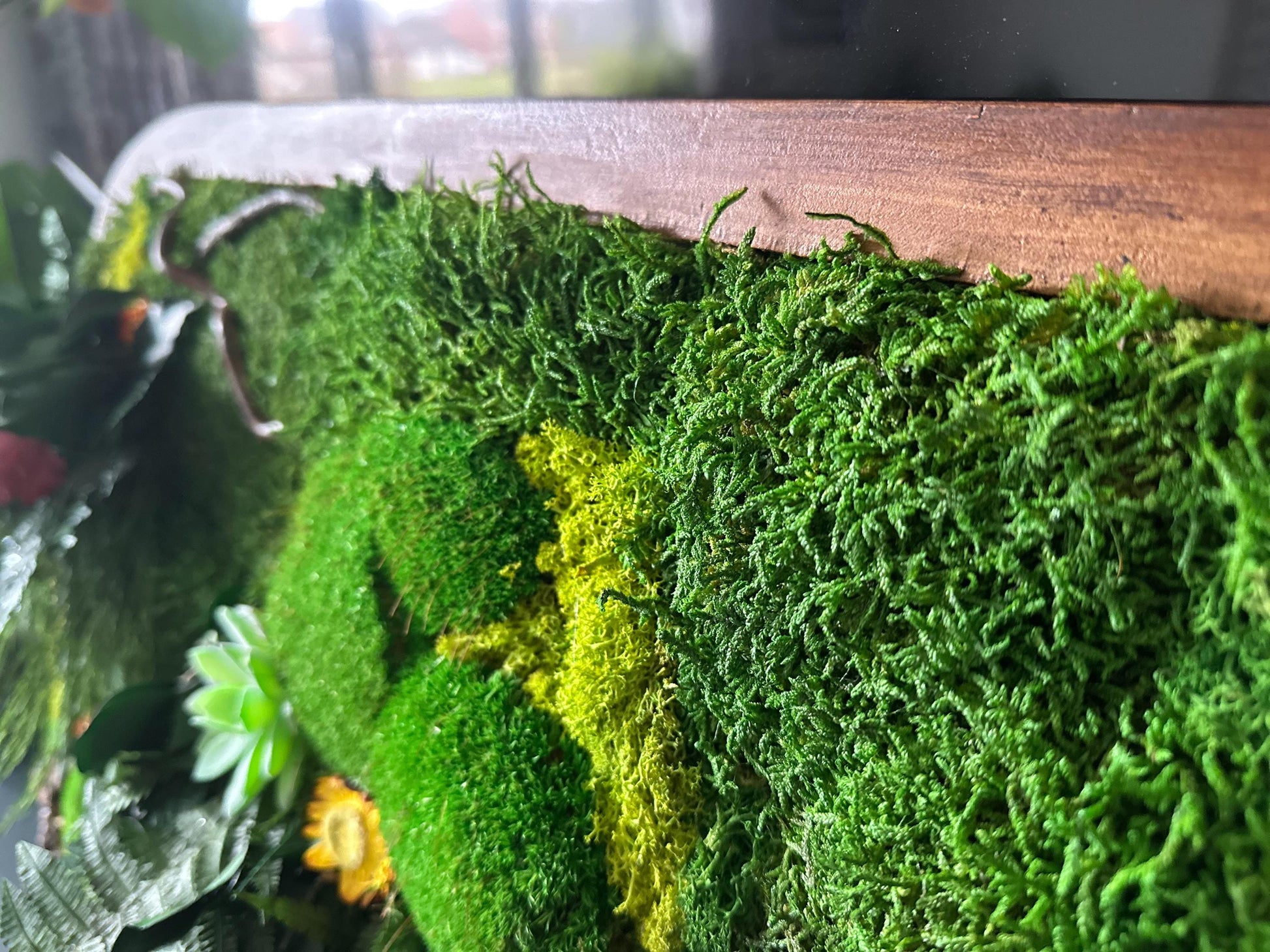 Oval Framed Preserved Moss Wall Art: Botanical Decor Walnut Irregular Frame, Natural Moss Painting mossartbyrishstudio