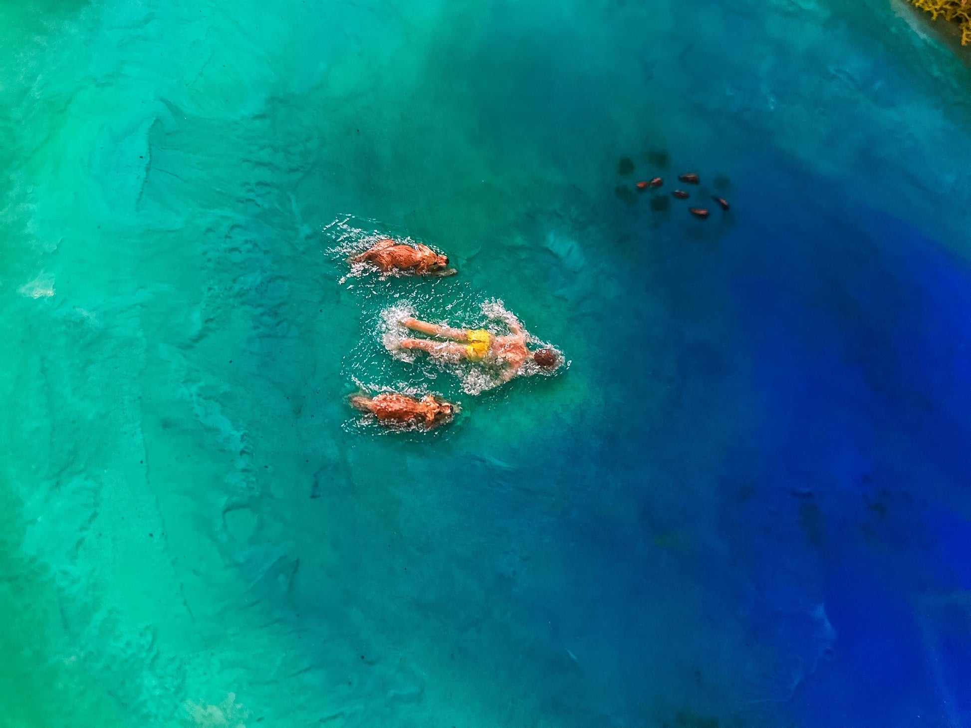 Large Moss Art, Preserved Moss Wall Art, Wooden Framed green Moss Wall Panel mossartbyrishstudio