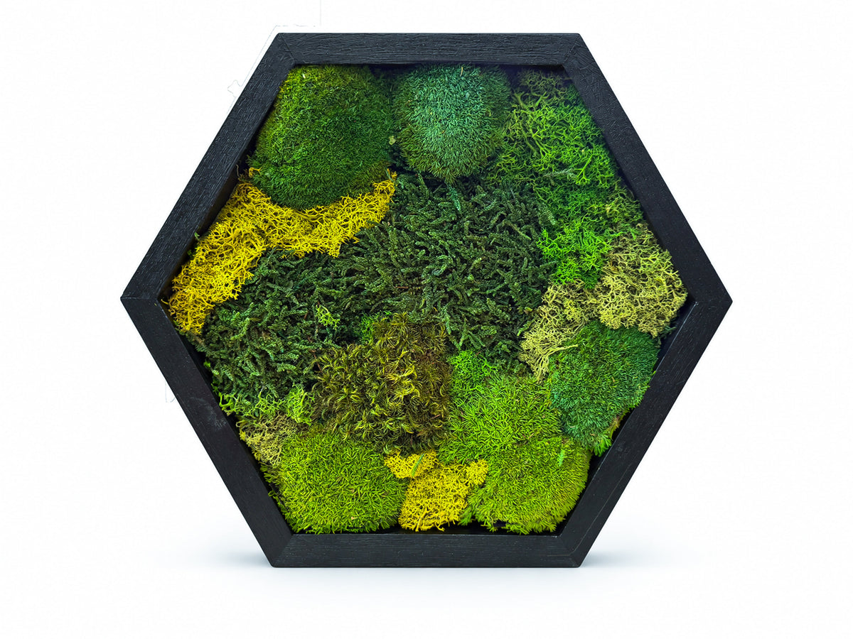 Hexagon Moss Wall Art | Preserved Moss & Dried Floral Frame | Biophilic Decor RishStudio