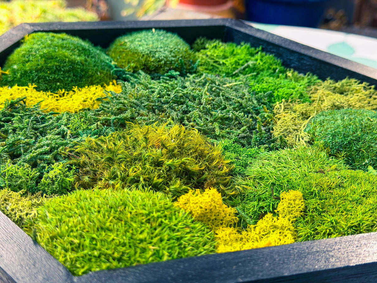 Hexagon Moss Wall Art | Preserved Moss & Dried Floral Frame | Biophilic Decor RishStudio