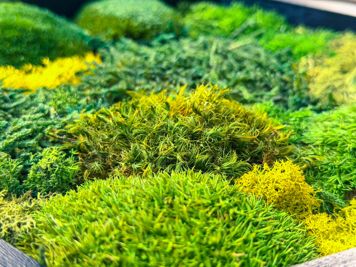 Hexagon Moss Wall Art | Preserved Moss & Dried Floral Frame | Biophilic Decor RishStudio