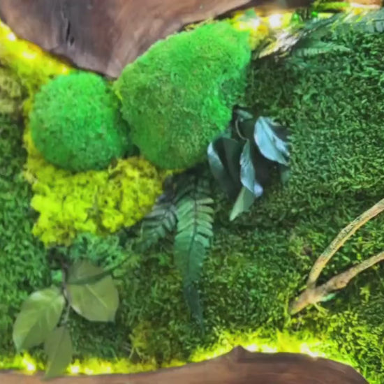 Moss Wall Art with LED Lights, Olive Wood and Preserved Moss Wall Decor, Handmade Biophilic Art, Preserved Stabilized Moss Living Wall Art