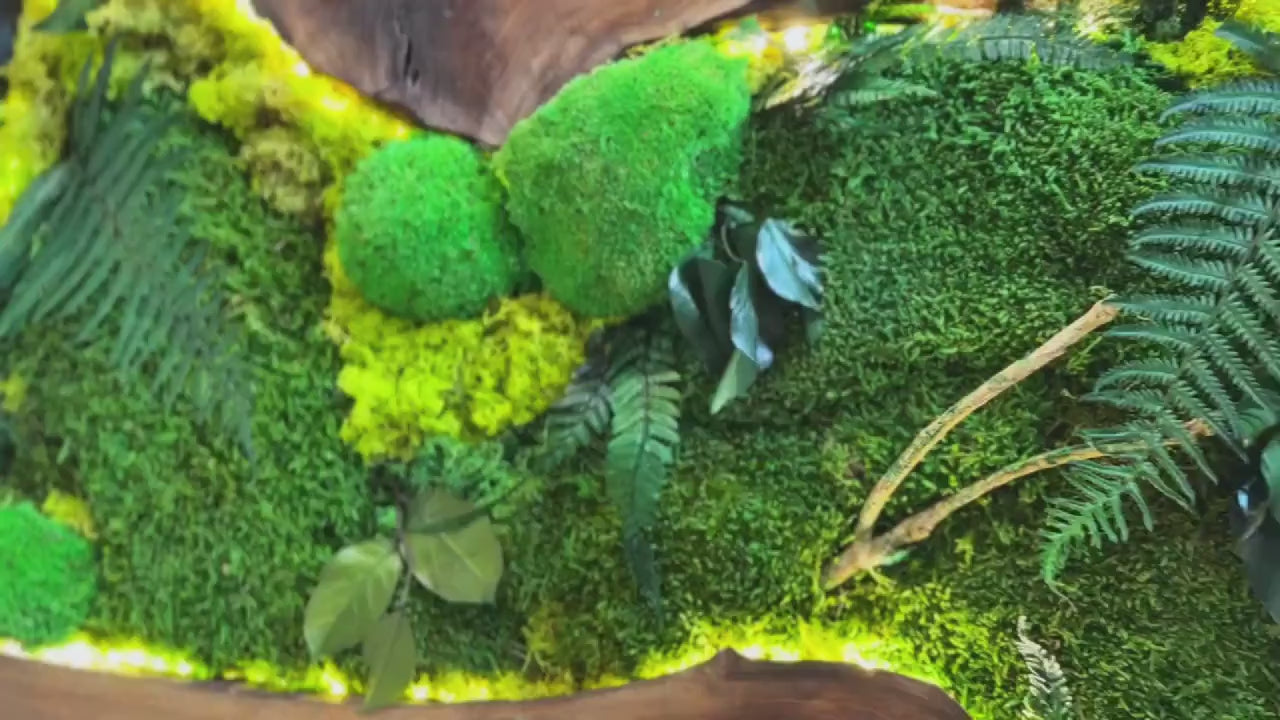 Moss Wall Art with LED Lights, Olive Wood and Preserved Moss Wall Decor, Handmade Biophilic Art, Preserved Stabilized Moss Living Wall Art