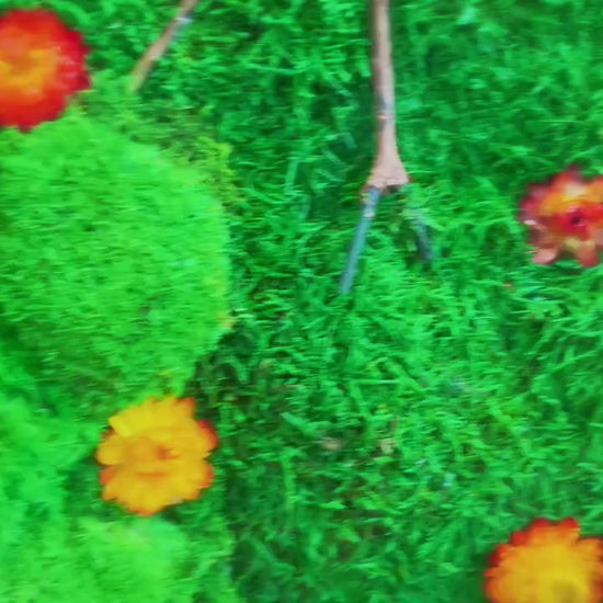 Preserved Moss wall with colorful lichen and dried flower