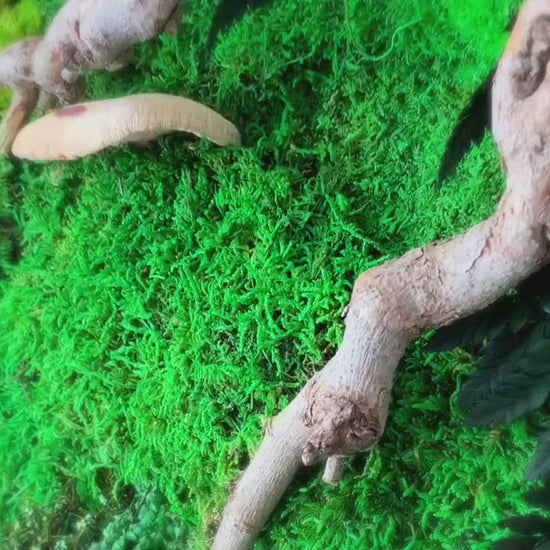 Set of 3 Moss wall art Frame |  Moss wall | Moss wall art 91 x 61 CM