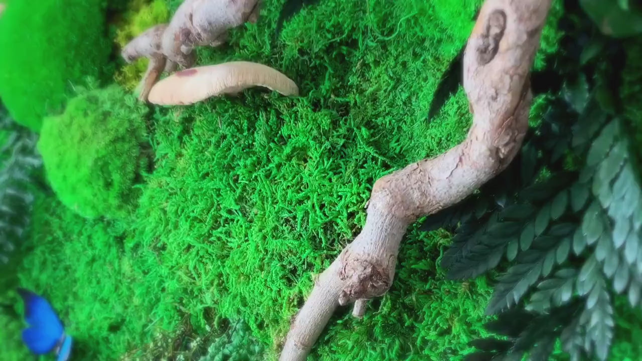 Set of 3 Moss wall art Frame |  Moss wall | Moss wall art 91 x 61 CM