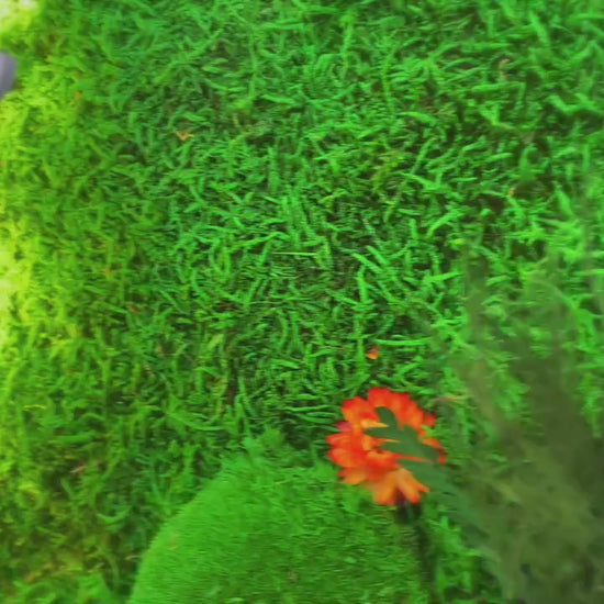 Custom Moss Wall with LED Logo – Welcome Sign Green Wall for Office, Reception, or Retail – Preserved Moss Branding Installation