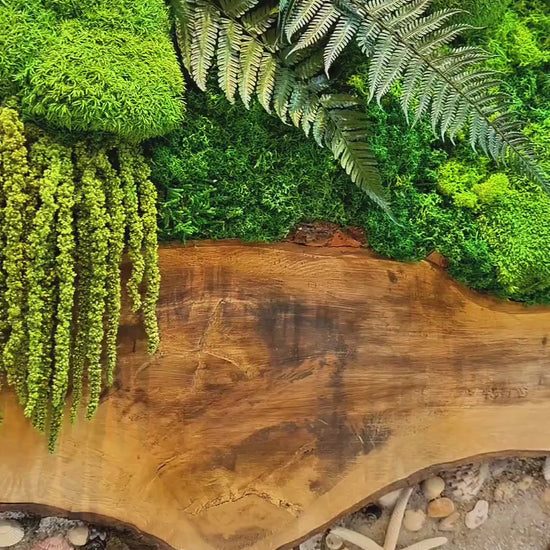 Circular Preserved Moss and Wood Wall Art with Seashells, Real plant wall decor,