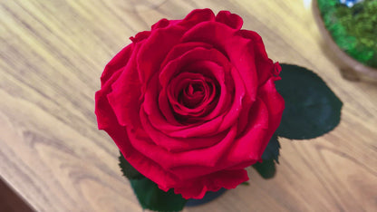 Beauty and the Beast Enchanted Rose | Preserved Rose