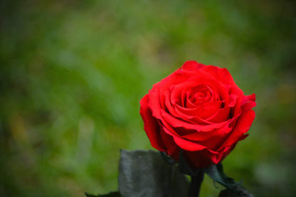 Beauty and the Beast Enchanted Rose | Preserved Rose mossartbyrishstudio