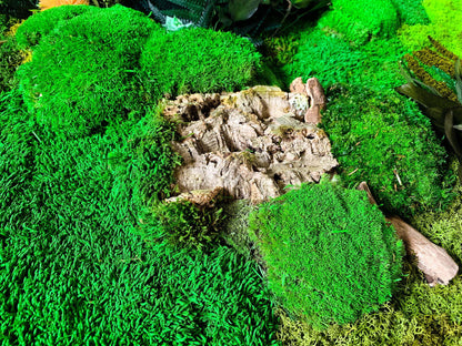 Circular Moss Wall | Round Moss Art | Preserved Moss Art | Moss Wall RishStudio