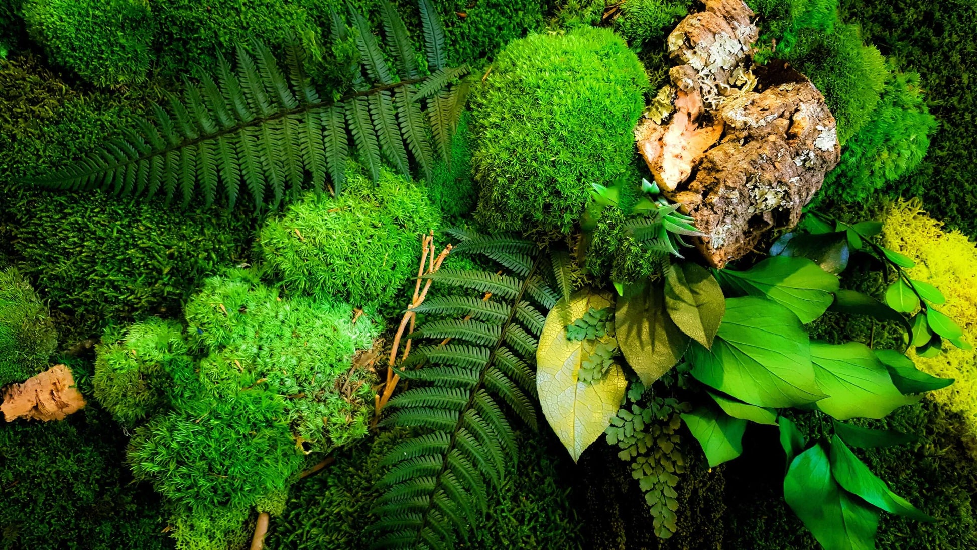Multi Colors Real Long Life Natural Preserved Moss Landscape Living Green  Moss Wall - China Moss and Preserved Moss price