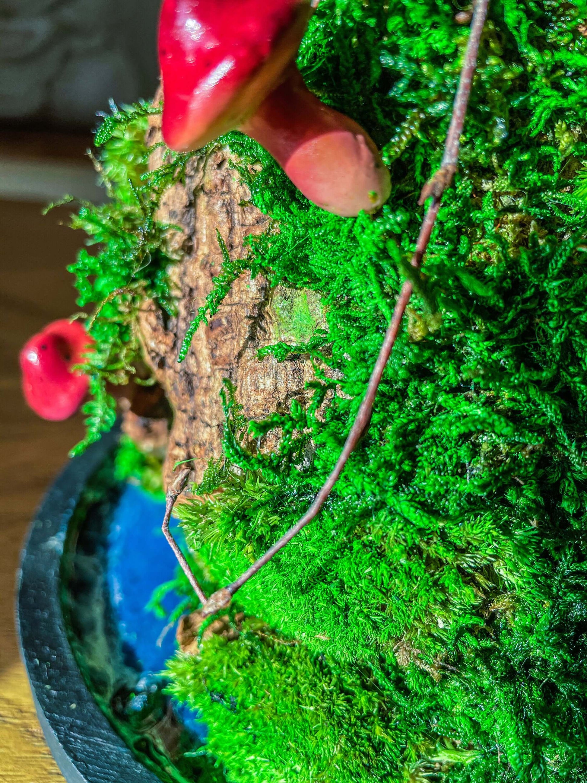 Moss Vivarium | Preserved Moss Terrarium | RishStudio mossartbyrishstudio